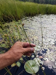 Schoenoplectus torreyi