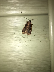 Eueretagrotis sigmoides