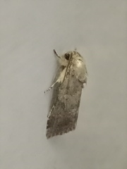 Lepidoptera