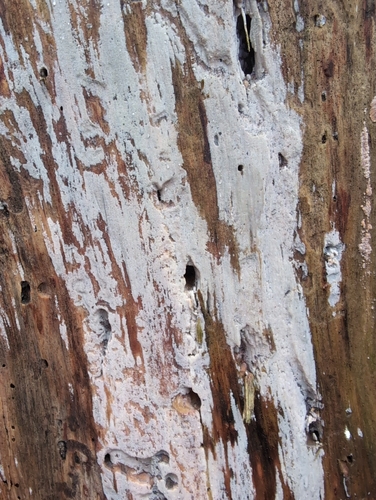 Botryobasidium vagum observed 2025-01-29