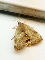 Lepidoptera