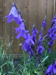 Campanula rapunculoides