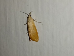 Lepidoptera