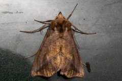 Pseudeva purpurigera