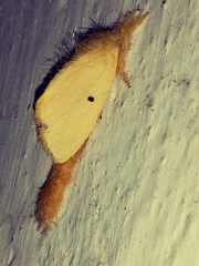 Lepidoptera