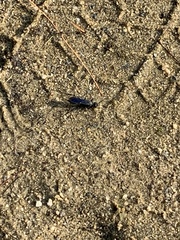 Chlorion aerarium