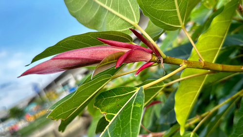 Ficus superba, photograph 6