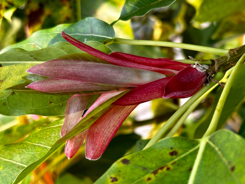 Sung kiêu – Ficus superba