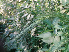 Elymus riparius