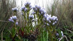 Gentianella corymbosa