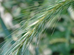 Elymus riparius