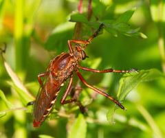 Diogmites basalis