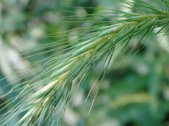 Elymus riparius