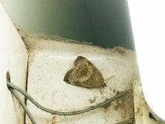 Lepidoptera