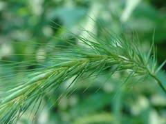 Elymus riparius