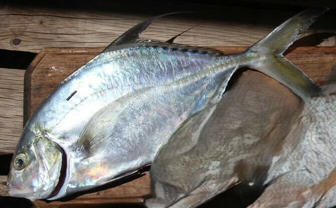 Shadow trevally (Carangoides dinema) — Carangidae