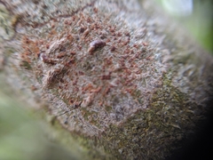 Arthonia cinnabarina