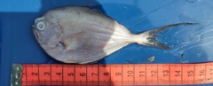 Bigtooth Pomfret photo 2