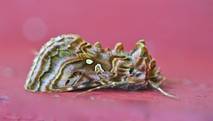 Autographa mappa