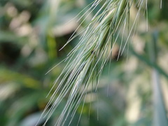Elymus riparius