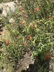 Castilleja nelsonii