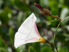 Calystegia macrostegia tenuifolia