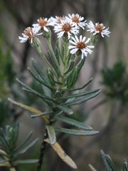 Linochilus rupestris