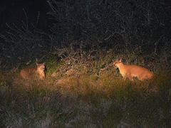 Caracal caracal
