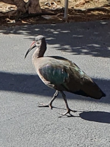 Ibis hadada