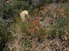 Castilleja subinclusa