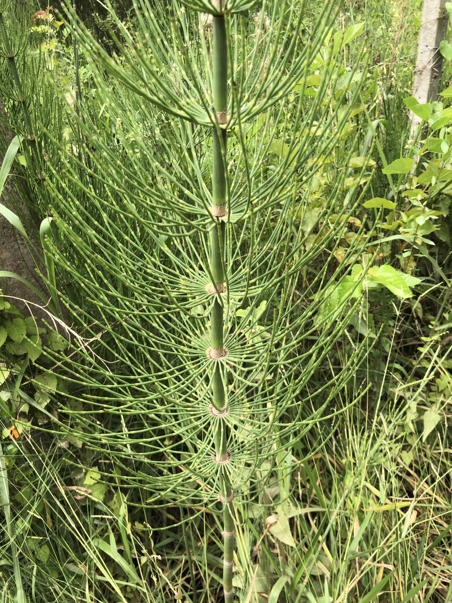 Equisetum giganteum