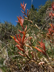 Castilleja subinclusa