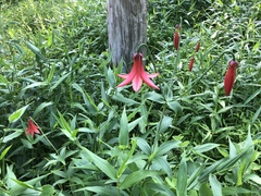 Lilium canadense