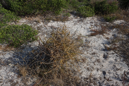 Image of Cape Asparagus by (c) Tony Rebelo, some rights reserved (CC BY-SA)