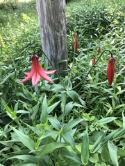 Lilium canadense