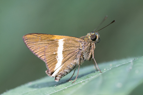 Junglera amarilla