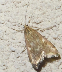 Loxostege munroealis