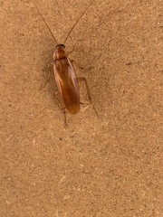 Shelfordella lateralis