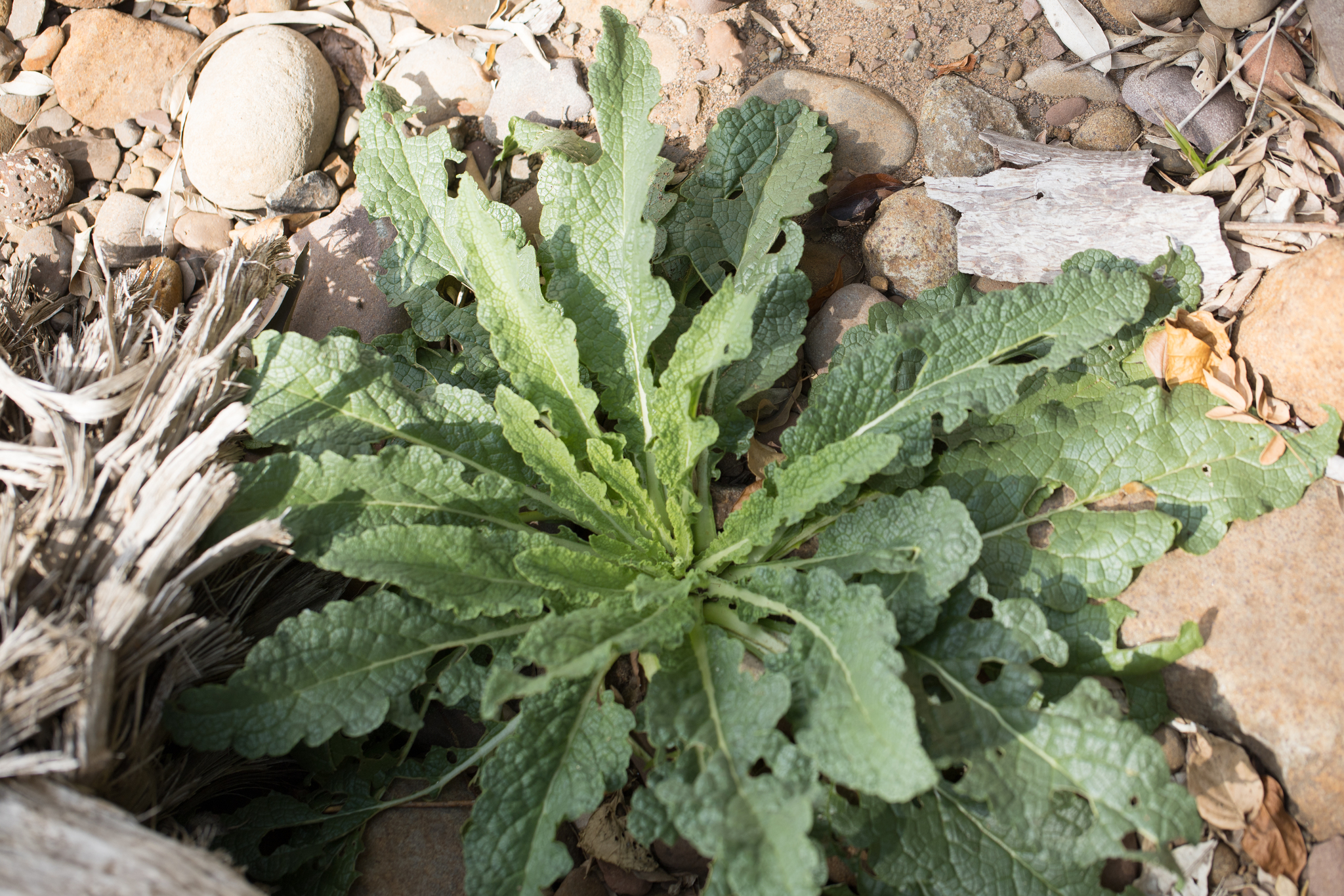 Verbascum virgatum