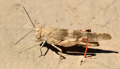 Trimerotropis latifasciata