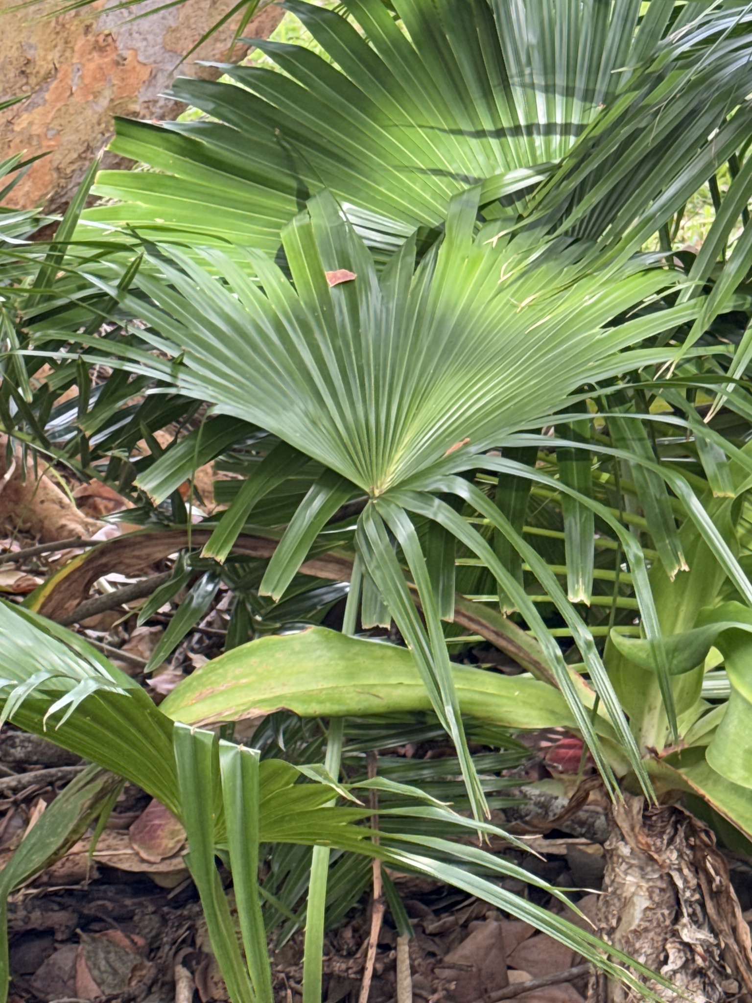 Imagem de Palmeira Leque da China