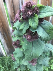 Arctium