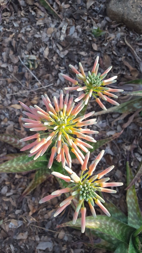 Aloe collina