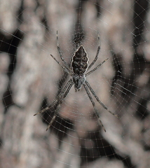 Argiope ocyaloides