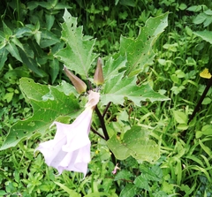 Datura stramonium