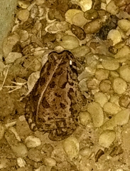 Anaxyrus fowleri
