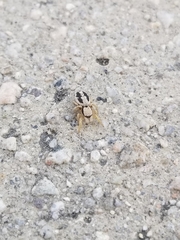Habronattus pyrrithrix