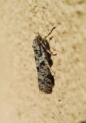 Lepidoscia annosella