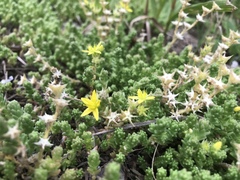 Sedum
