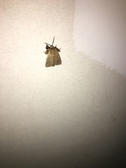 Leucania pseudargyria